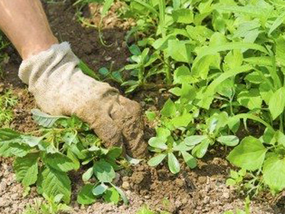 Weed Control, Big Rapids, MI